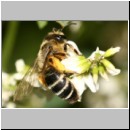 Andrena flavipes - Sandbiene w04.jpg